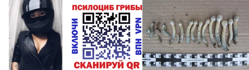 Галлюциногенные грибы Cubensis Коркино